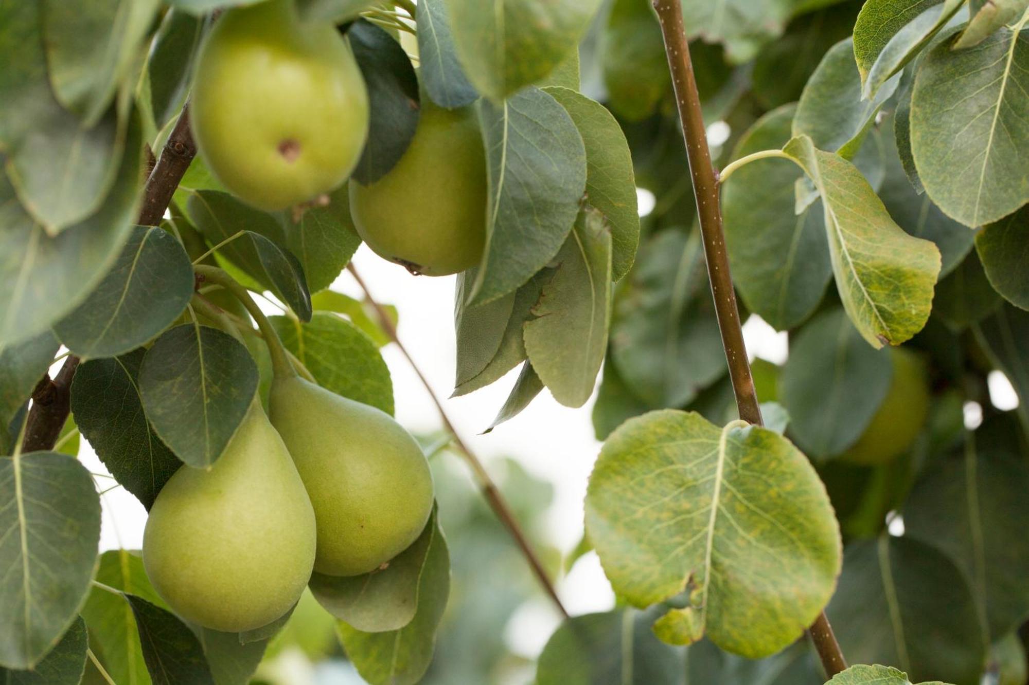 Palizzi Aguni Agriturismo E Locanda מראה חיצוני תמונה